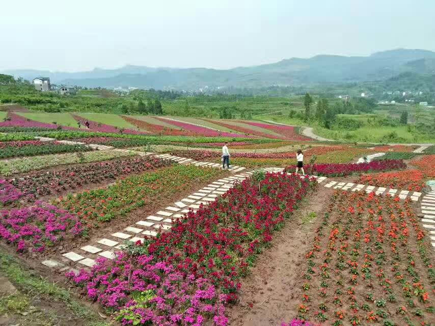 秦巴植物博览园旅游景点攻略图