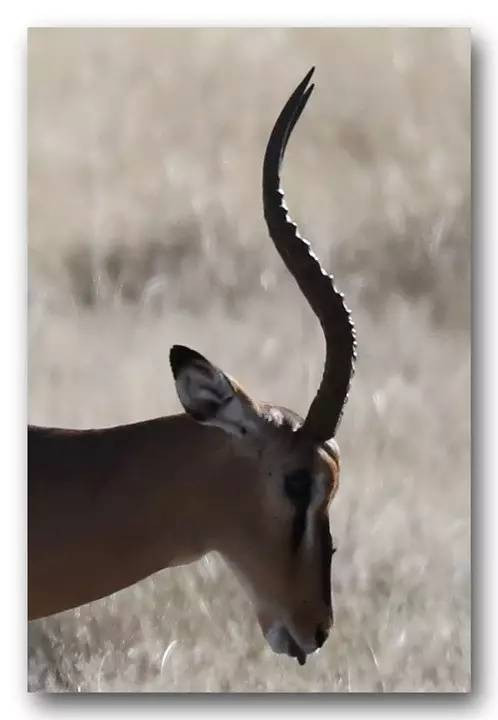 神秘的非洲(9):与野生动物邂逅