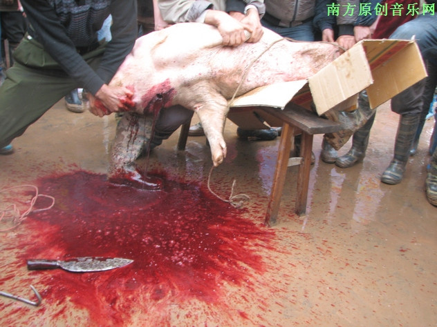 团东冬瓜节上惊人的杀猪,杀羊表演 图