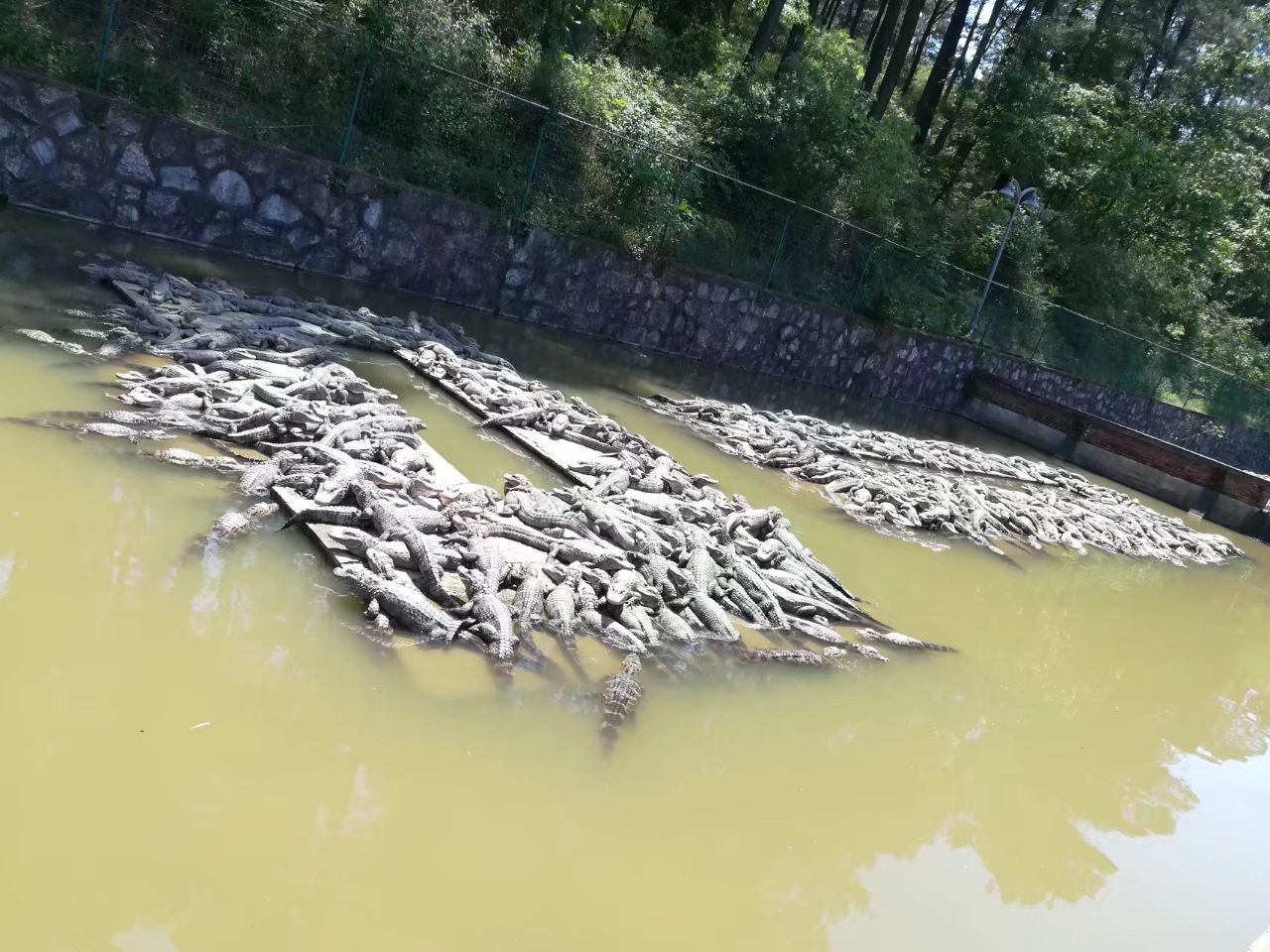 2019中国鳄鱼湖_旅游攻略_门票_地址_游记点评,宣城