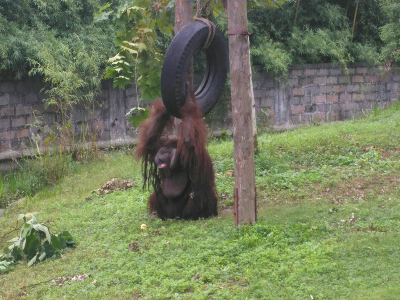上海野生动物园