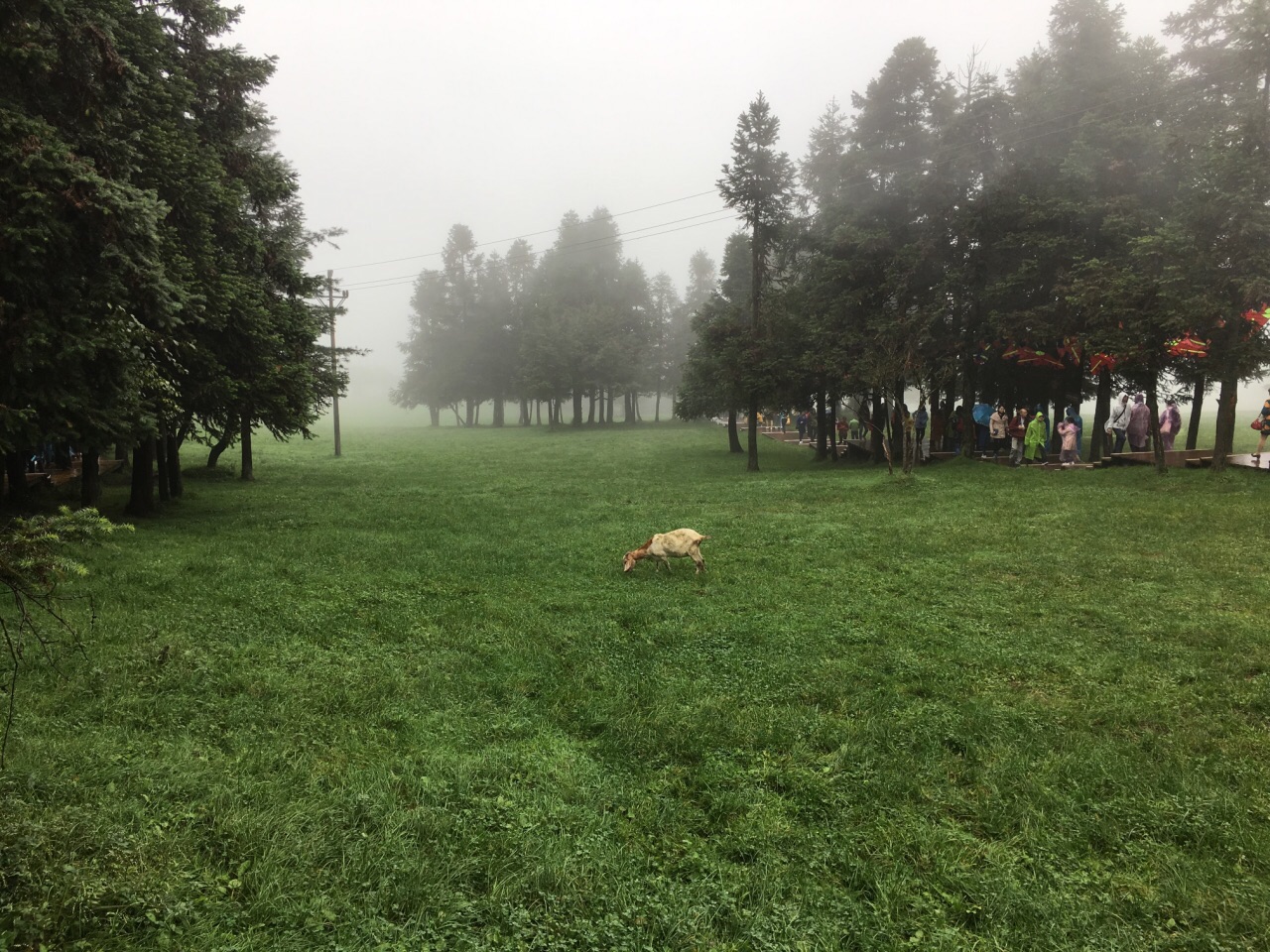 仙女山大草原在天气好的时候值得一看,雾气中就犹如仙境,溜马场就无语