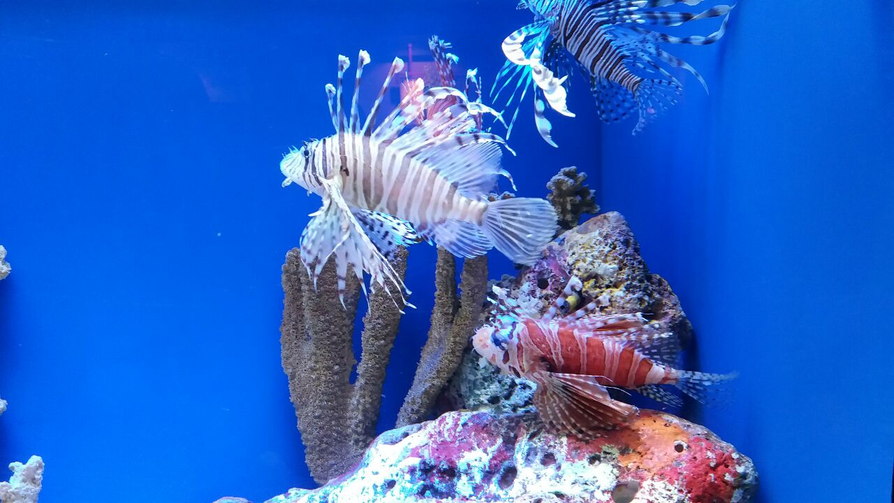 上海海洋水族馆