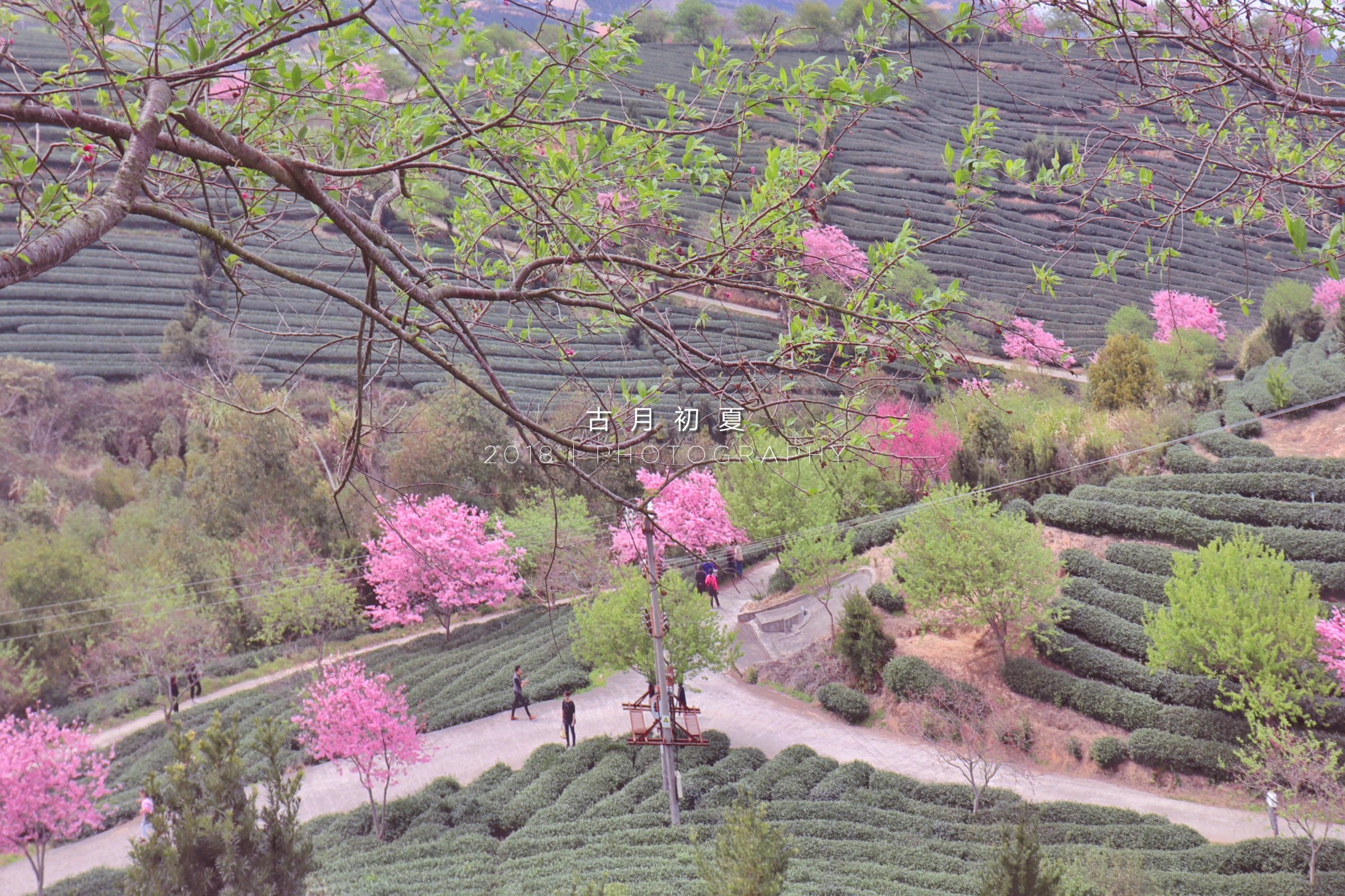 永福樱花园