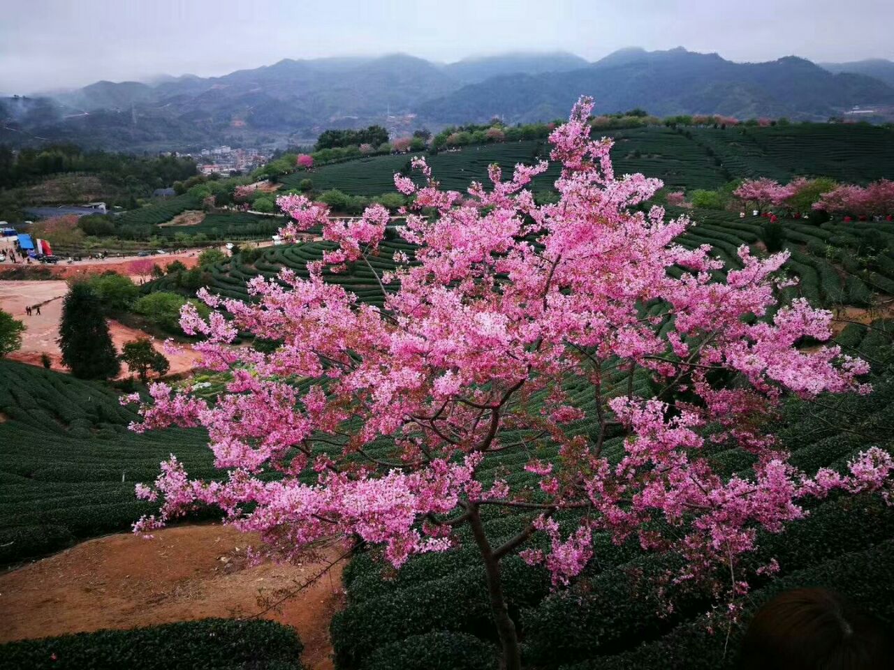 2019永福樱花园_旅游攻略_门票_地址_游记点评,漳平旅游景点推荐 去