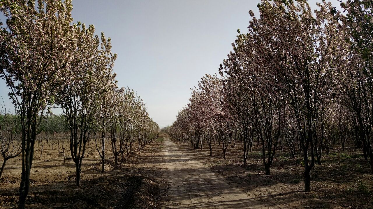 霸州生态公园