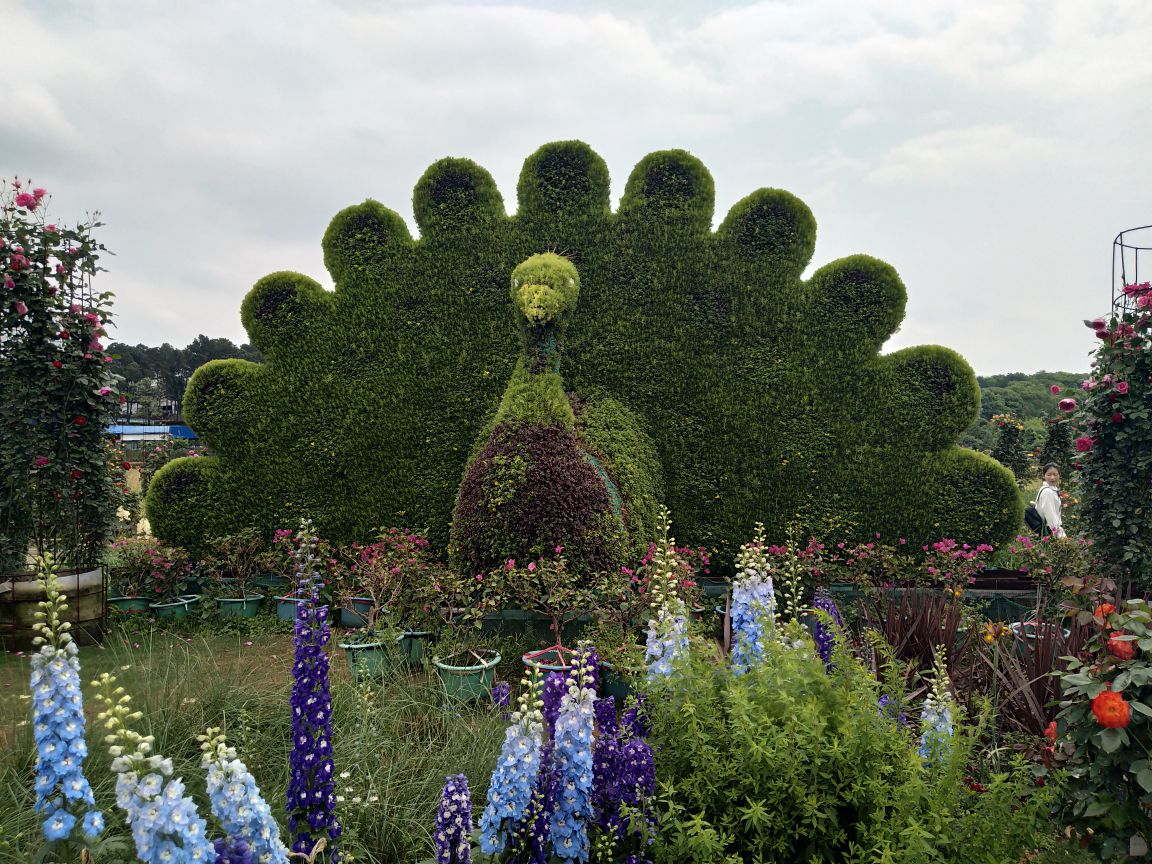 长沙湖南省森林植物园好玩吗,长沙湖南省森林植物园样