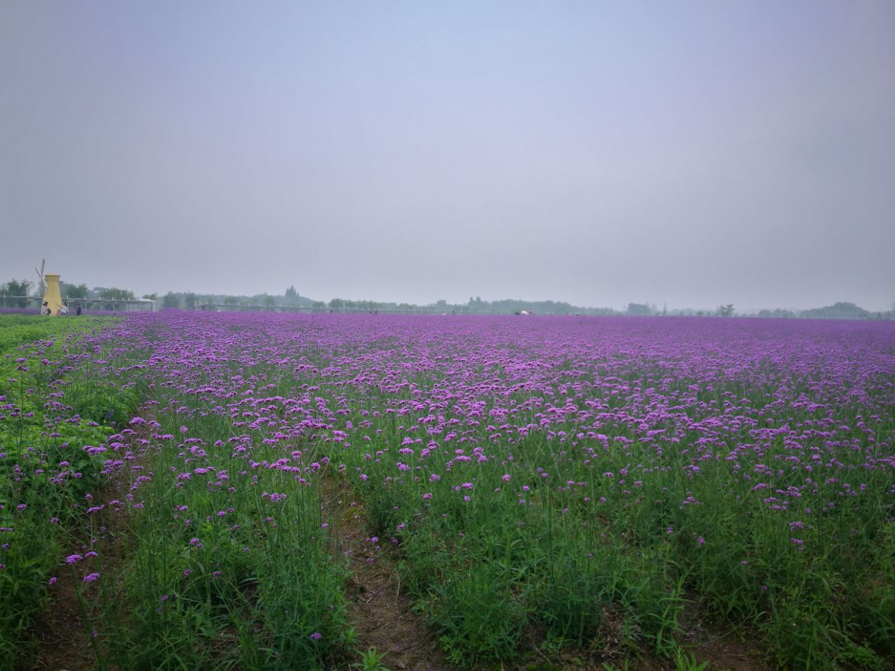 【携程攻略】芜湖大浦乡村世界景点,看的是薰衣草庄园