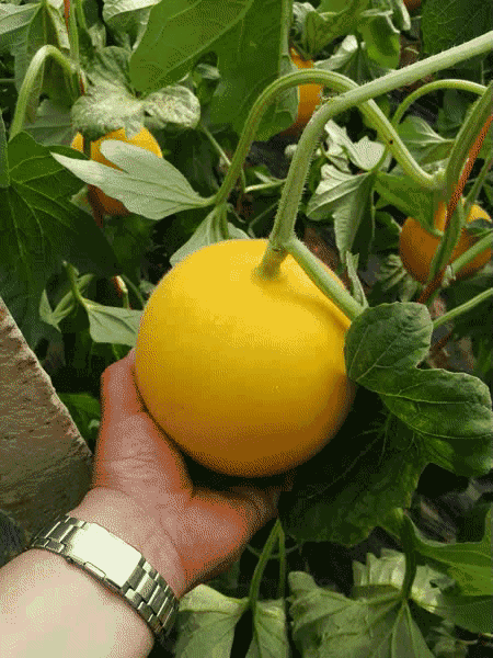 水果 植物 450_600 竖版 竖屏 gif 动态图 动图
