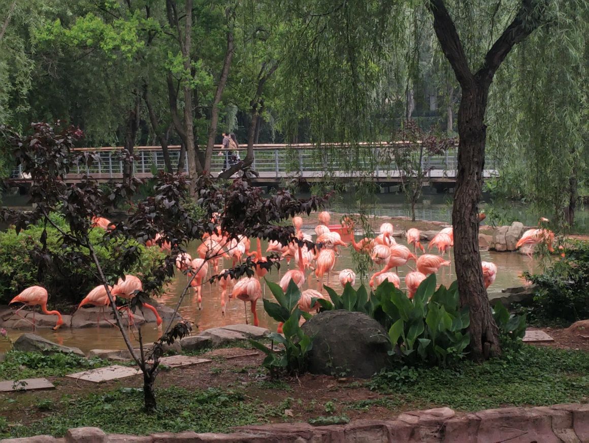 武汉动物园旅游景点攻略图