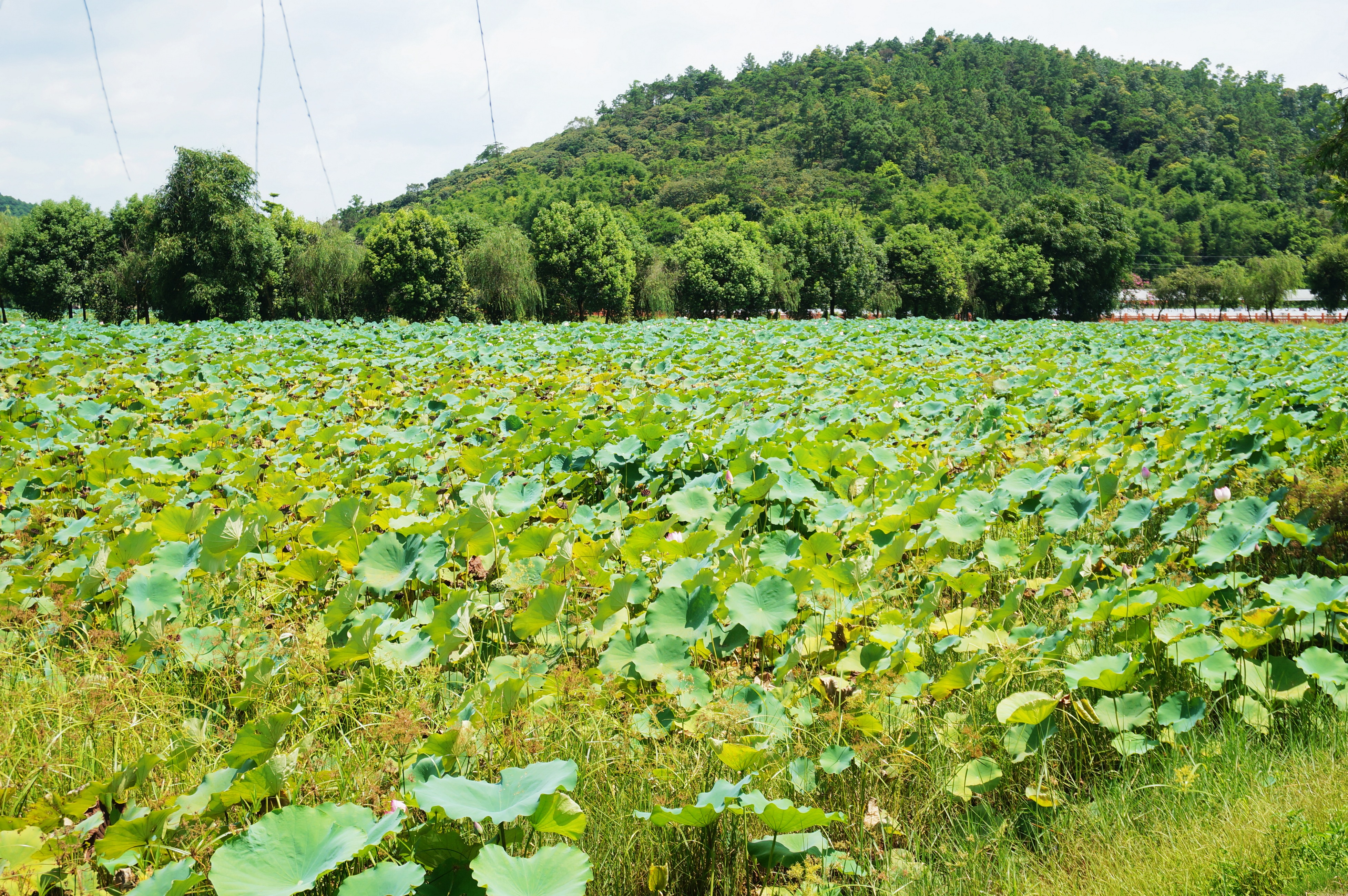 【携程攻略】增城区增城景点,莲塘春色回程在增派公路