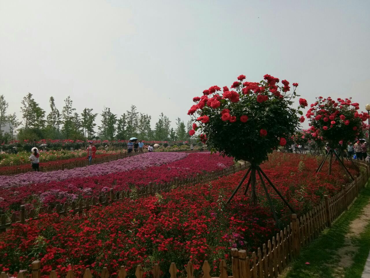 荷兰花海