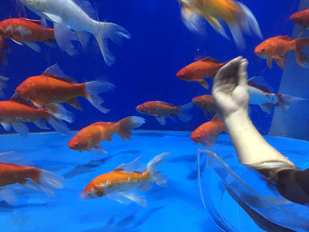 壁纸 动物 海底 海底世界 海洋馆 水族馆 鱼 鱼类 1000_750 gif 动态