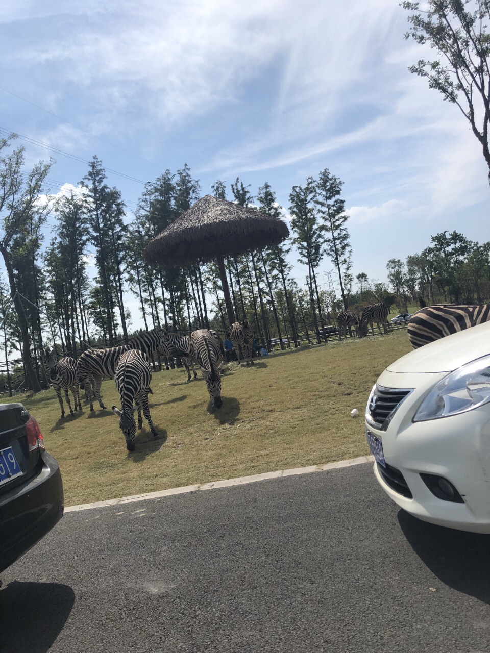 自驾游完后车子要停到大门外,重新进步行区,只好又重新买代步车票去看