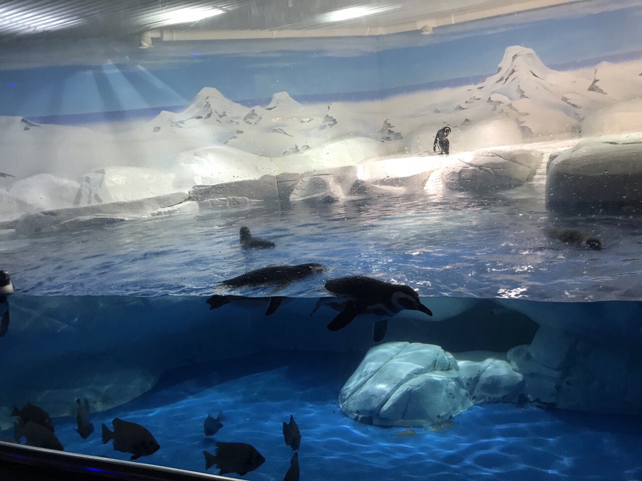 2018上海海洋水族馆_旅游攻略_门票_地址_游记点评,上海旅游景点推荐