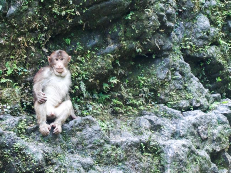 峨眉山生态猴区