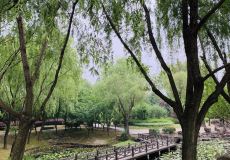 宜山路小花园