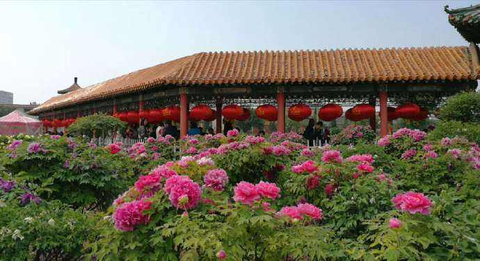 菏泽曹州百花园好玩吗,菏泽曹州百花园景点怎么样