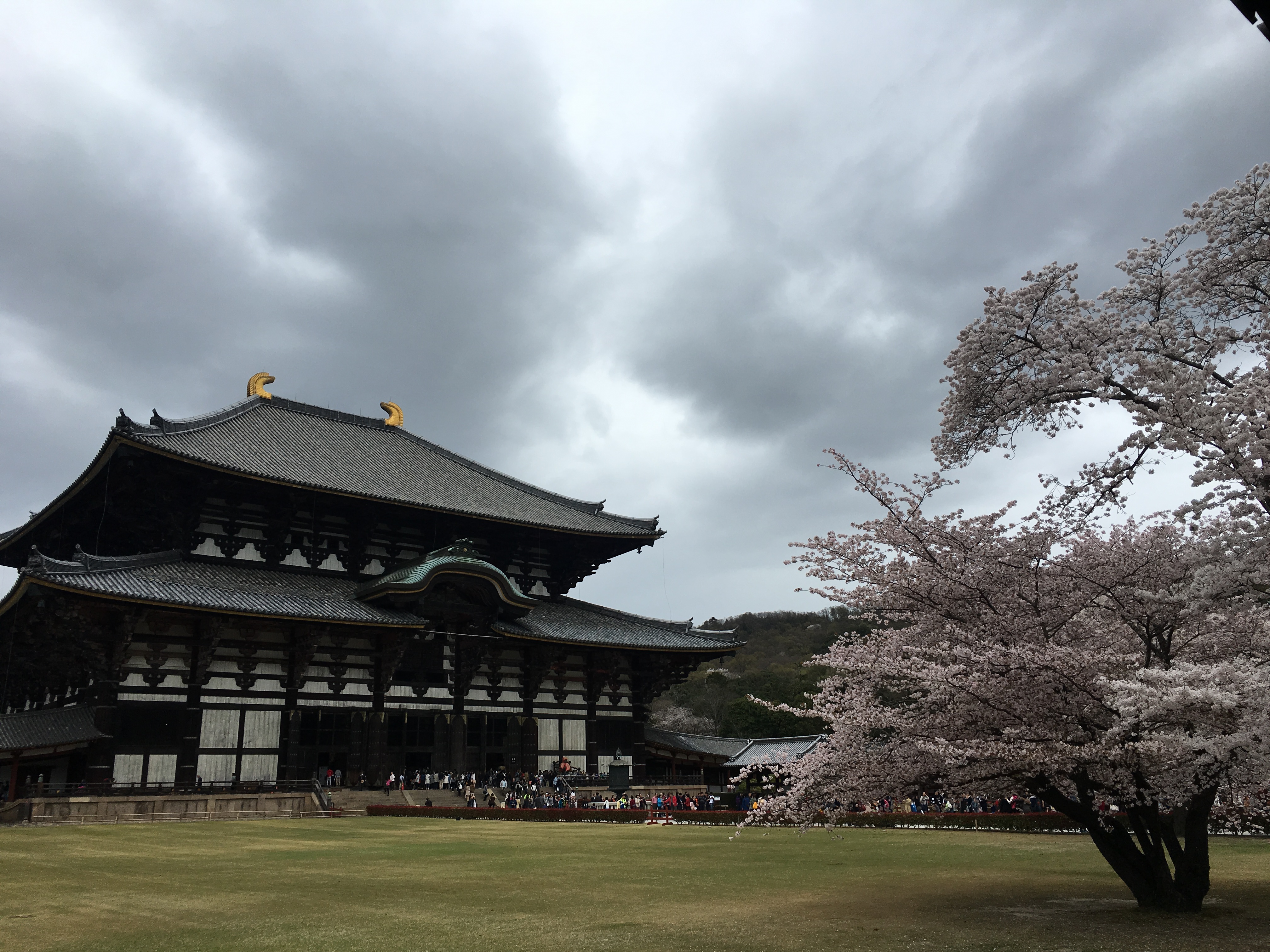 奈良东大寺攻略,奈良东大寺门票/游玩攻略/地址/图片/门票价格【携程