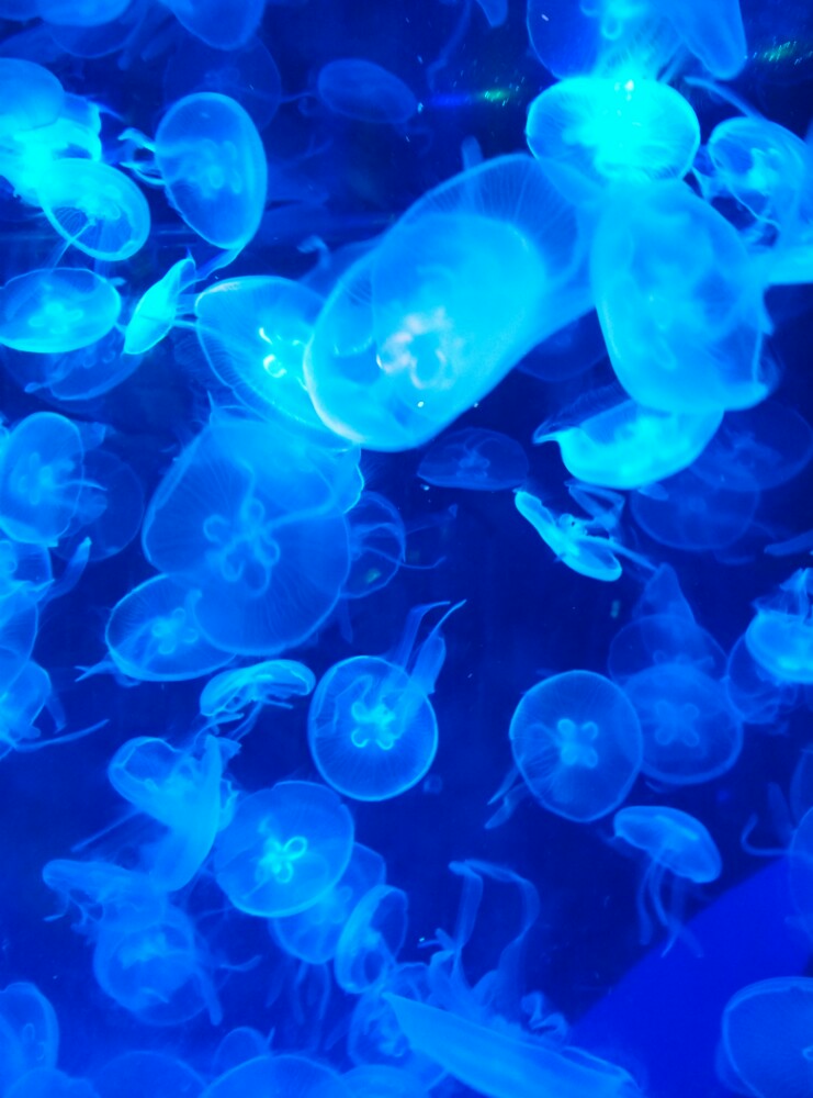 上海长风海洋世界