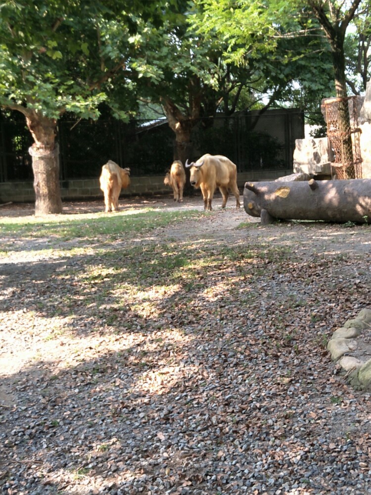 上海野生动物园