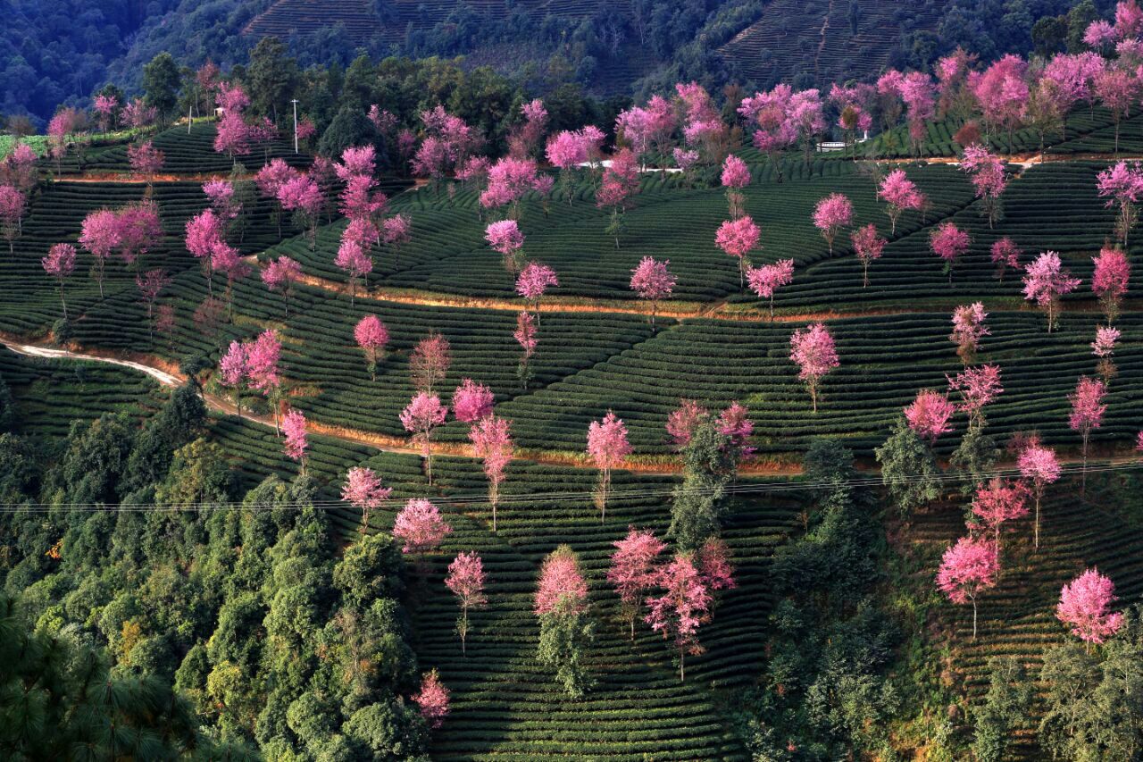 无量山樱花谷