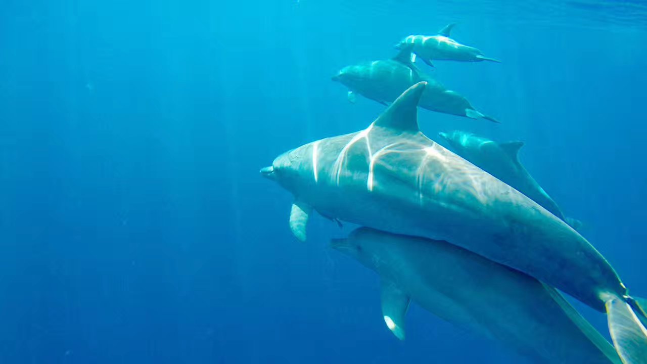 海豚湾