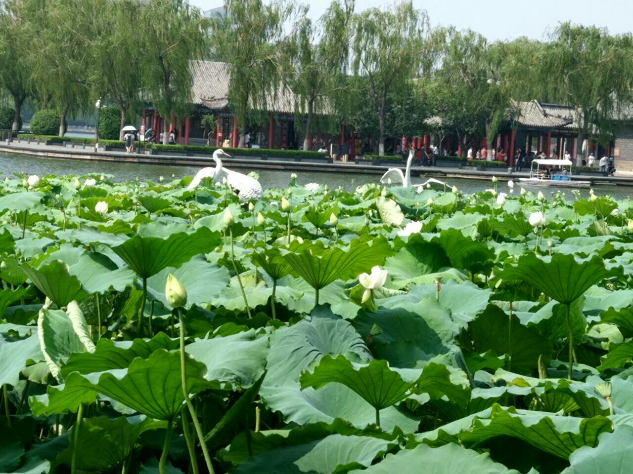 大明湖景区