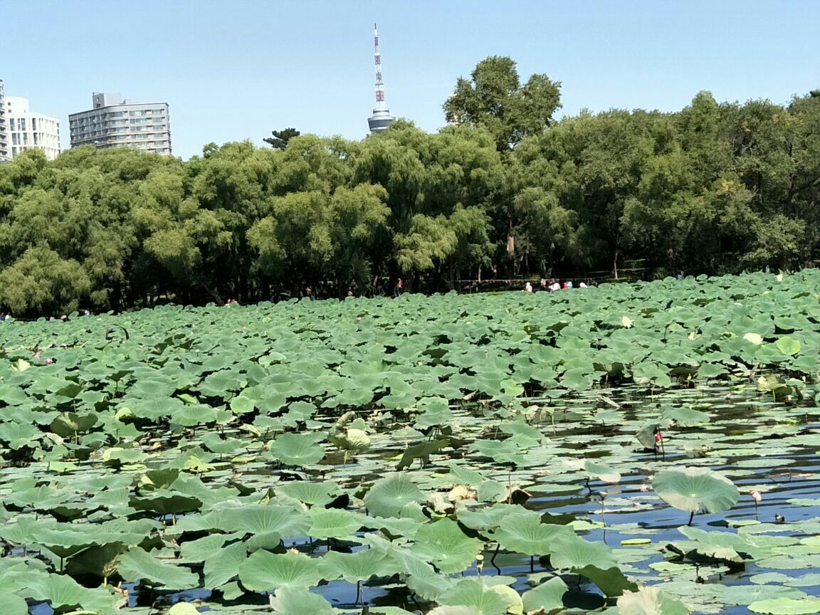 2019南湖公园_旅游攻略_门票_地址_游记点评,长春旅游景点推荐 去