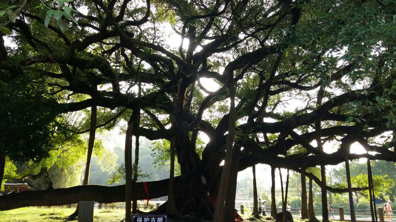 大榕树景区因为之前就知道景区比较小,只有一棵大树,进去以后反而不