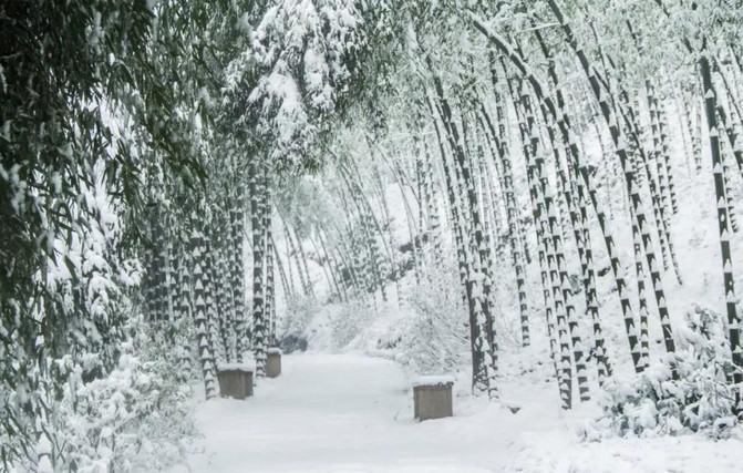 竹海在雪中的诗意