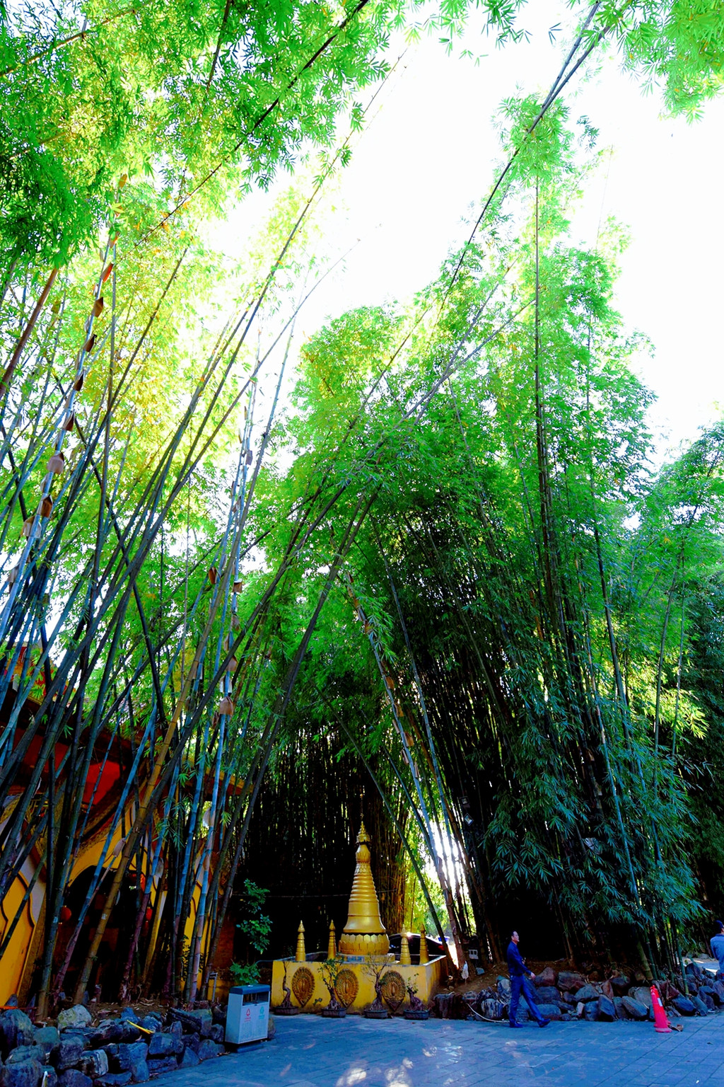 再往前行,是一大片美丽的凤尾竹林.