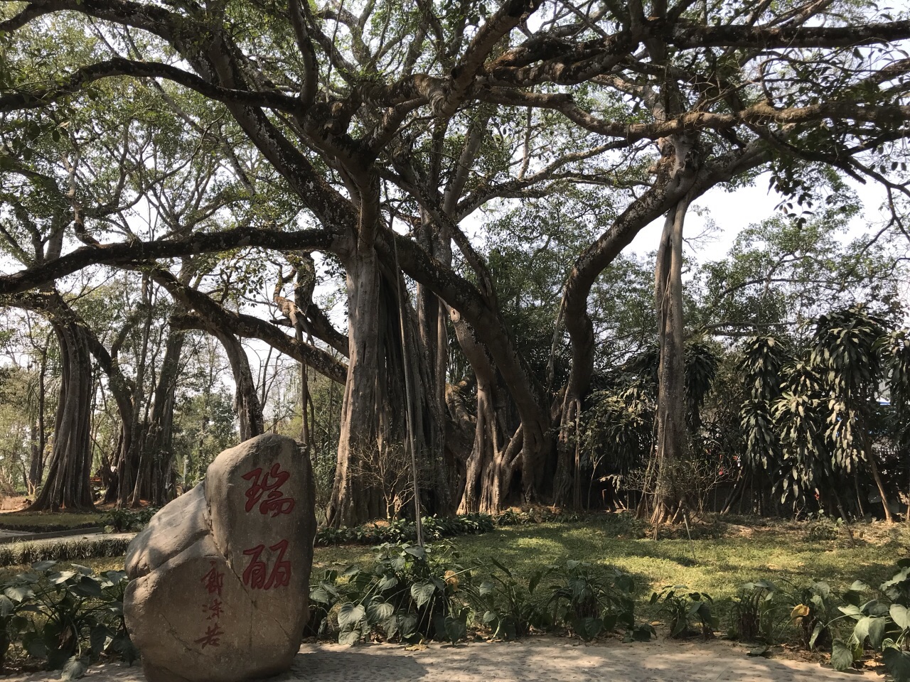 芒令独树成林