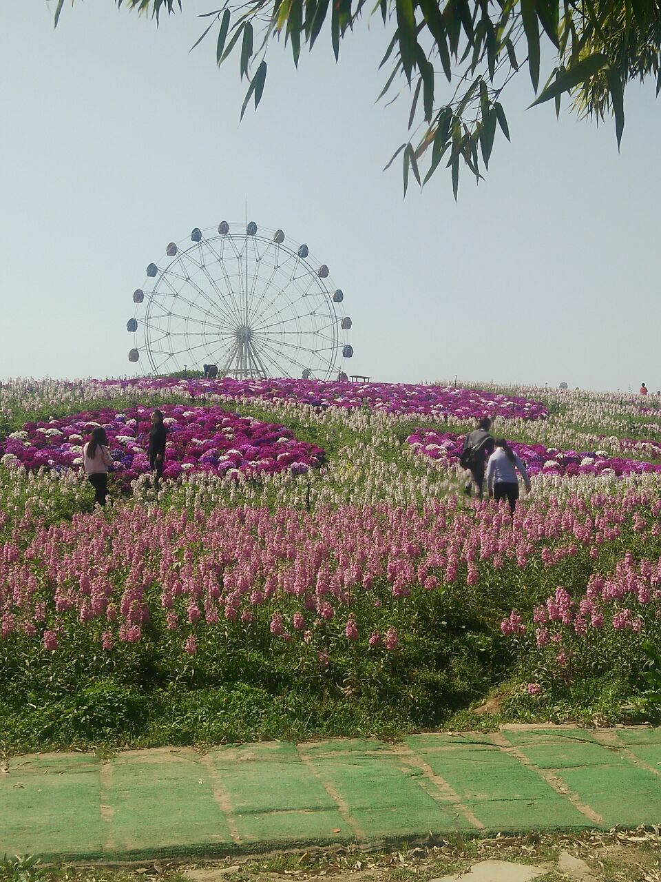 【携程攻略】铜梁黄桷门奇彩梦园景点,挺好的,花挺多