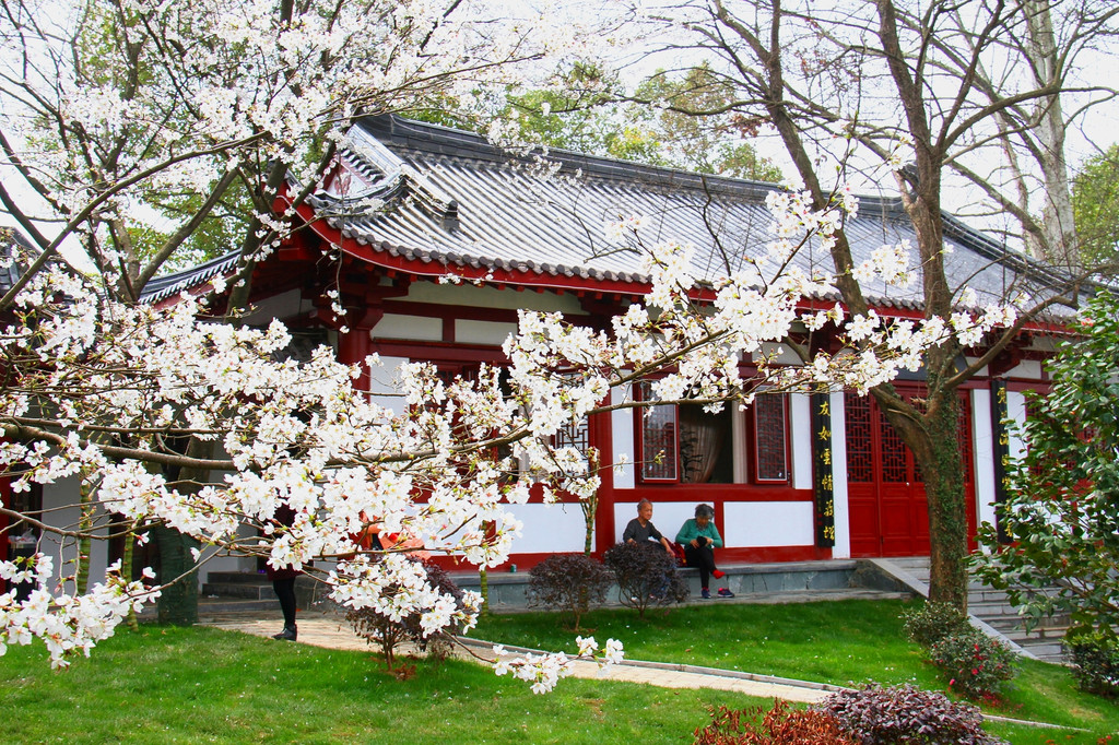 武大樱园樱花美 东湖樱园樱花艳 2018年樱花季武汉赏樱小记