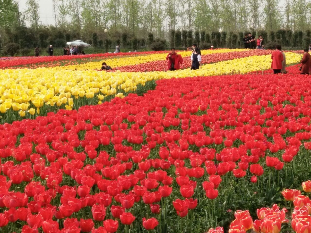 荷兰花海旅游景点攻略图