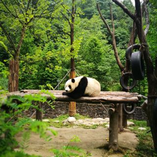 都江堰中华大熊猫苑(原熊猫乐园)