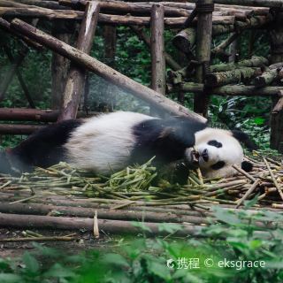 成都大熊猫生态园旅游博物馆