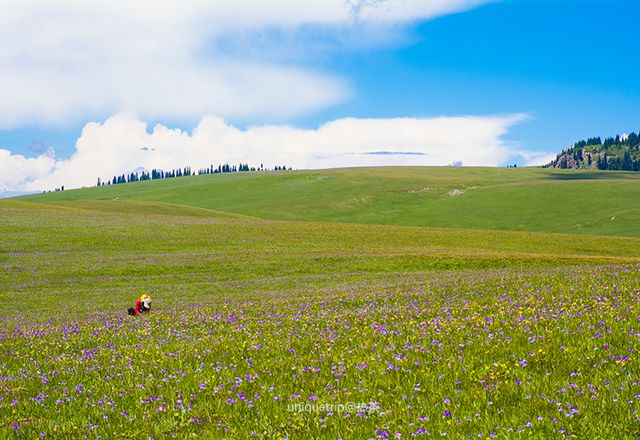 2019喀拉峻草原_旅游攻略_门票_地址_游记点评,伊犁