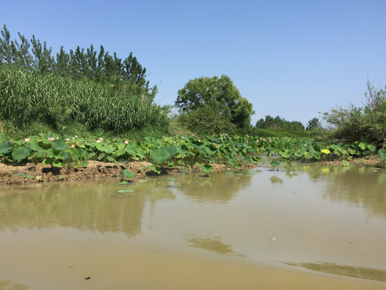 泗洪洪泽湖湿地旅游景点攻略图