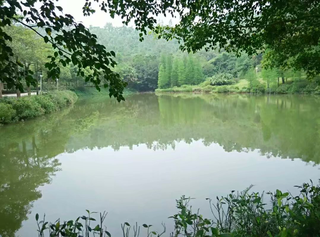 龙城森林公园——深圳龙岗区.