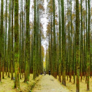 山王坪石林景区