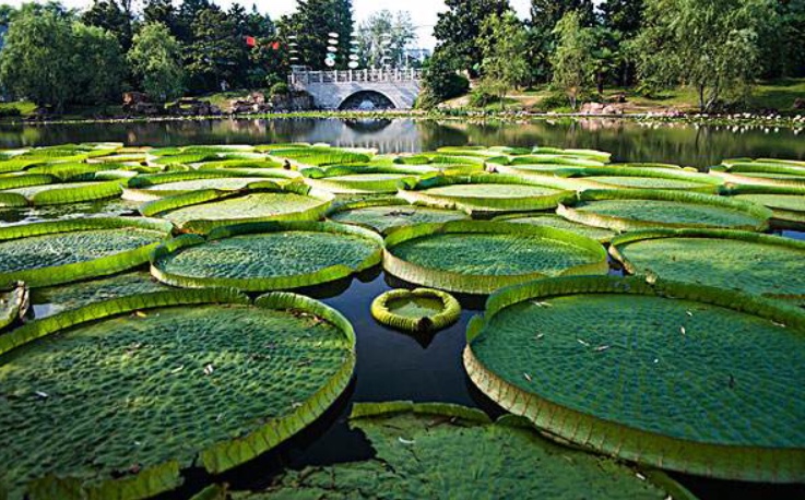 合肥植物园地处合肥市蜀山风景区,东接环湖东路,南望合肥高新技术产业