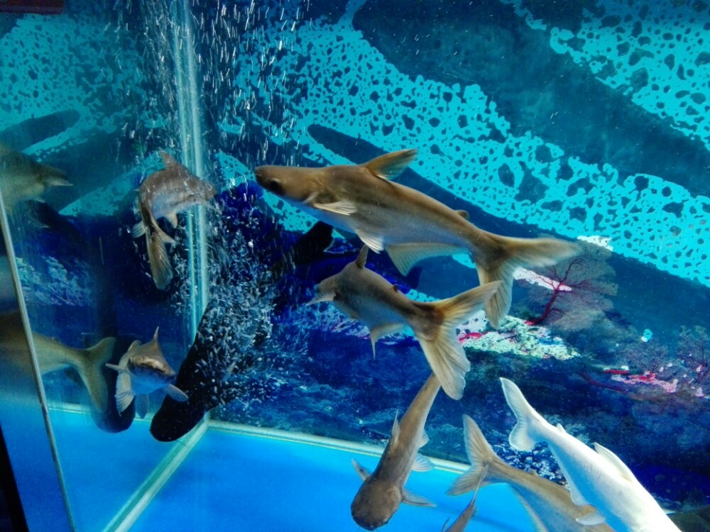 【携程攻略】济南大明湖海底世界好玩吗,济南大明湖样