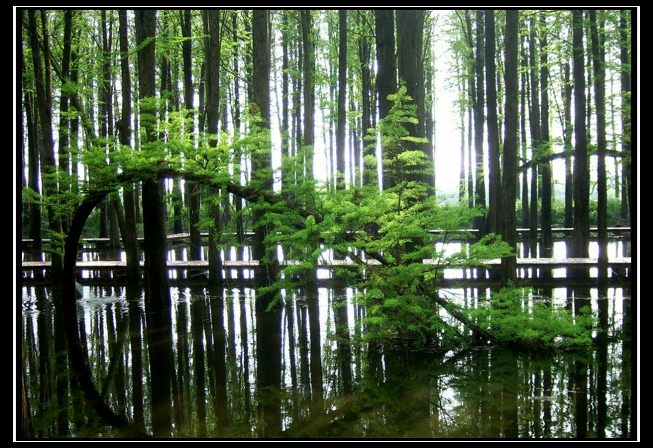 9月16日,航拍江苏淮安白马湖森林公园,迷宫般的小路上,各类树木花草