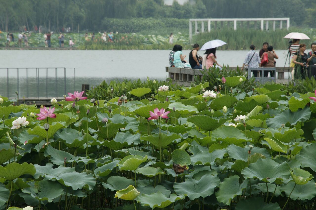 荷塘月色湿地公园