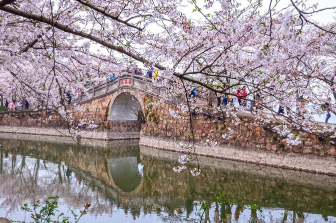 鼋头渚四月: 最是一年樱花春涛时