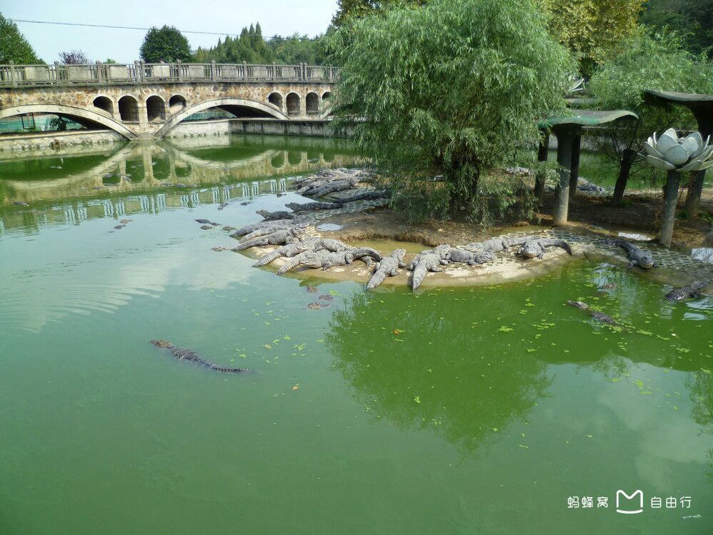 宣城中国鳄鱼湖攻略,宣城中国鳄鱼湖门票/游玩攻略