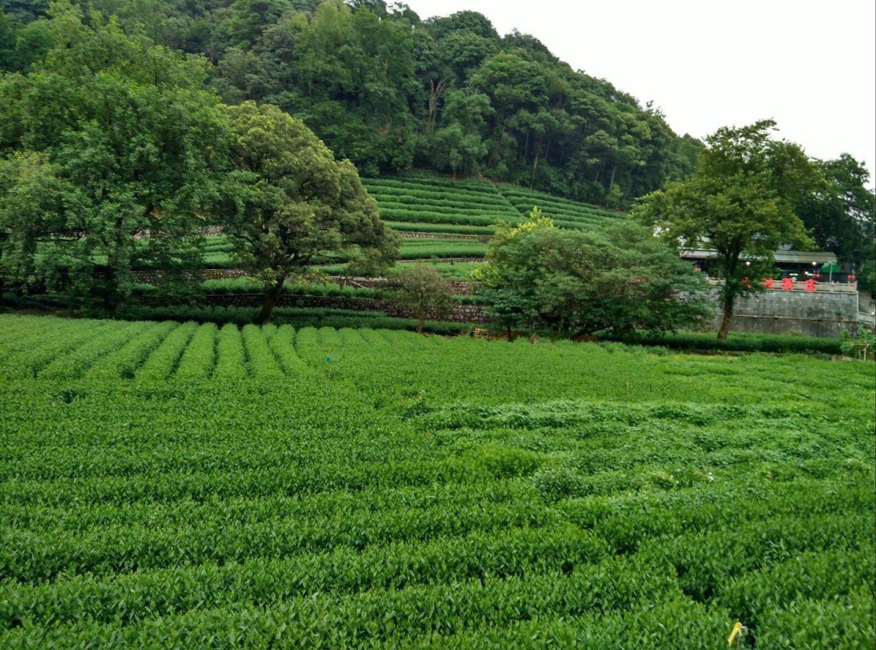 2019梅家坞_旅游攻略_门票_地址_游记点评,杭州旅游