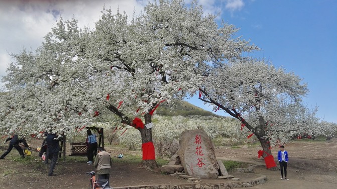 千树万树梨花开——抚顺梨花谷